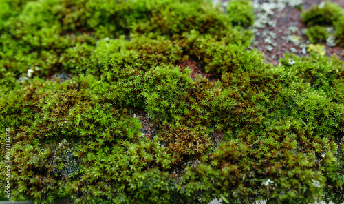 Green moss growing on the old roof.