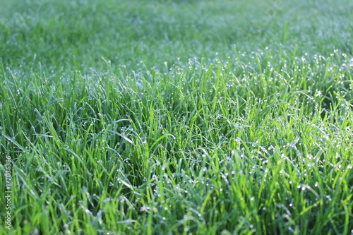 Rasen mit Tau, Rasen, Wasser, Grün und frisch