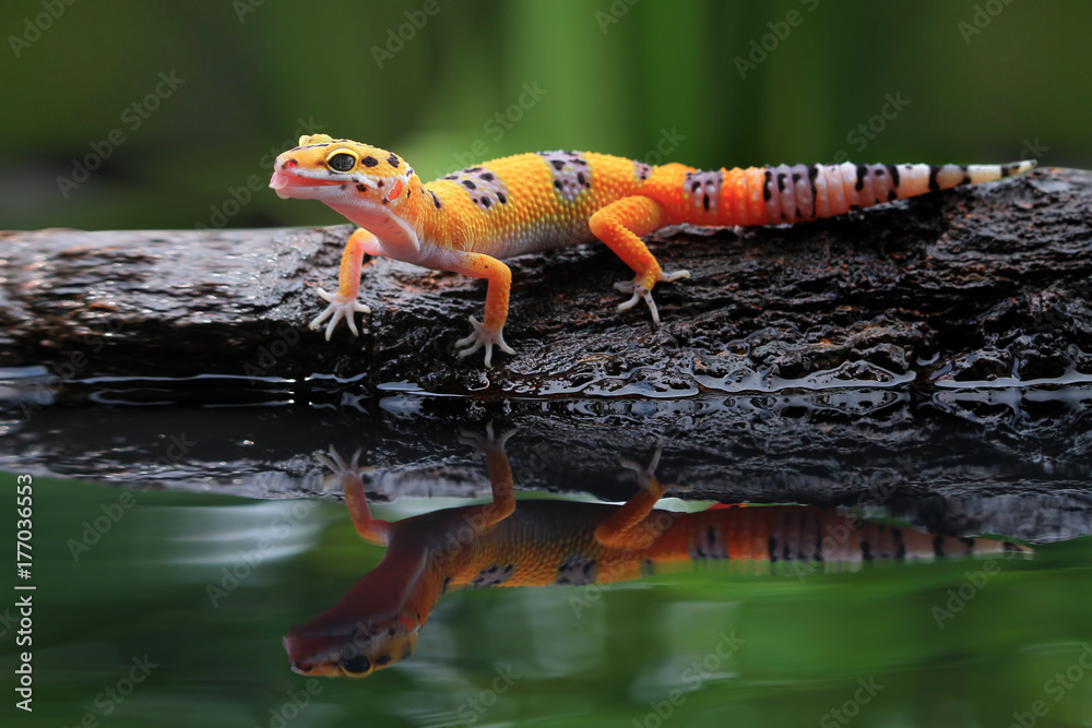 Leopard gecko in reflection - obrazy, fototapety, plakaty 