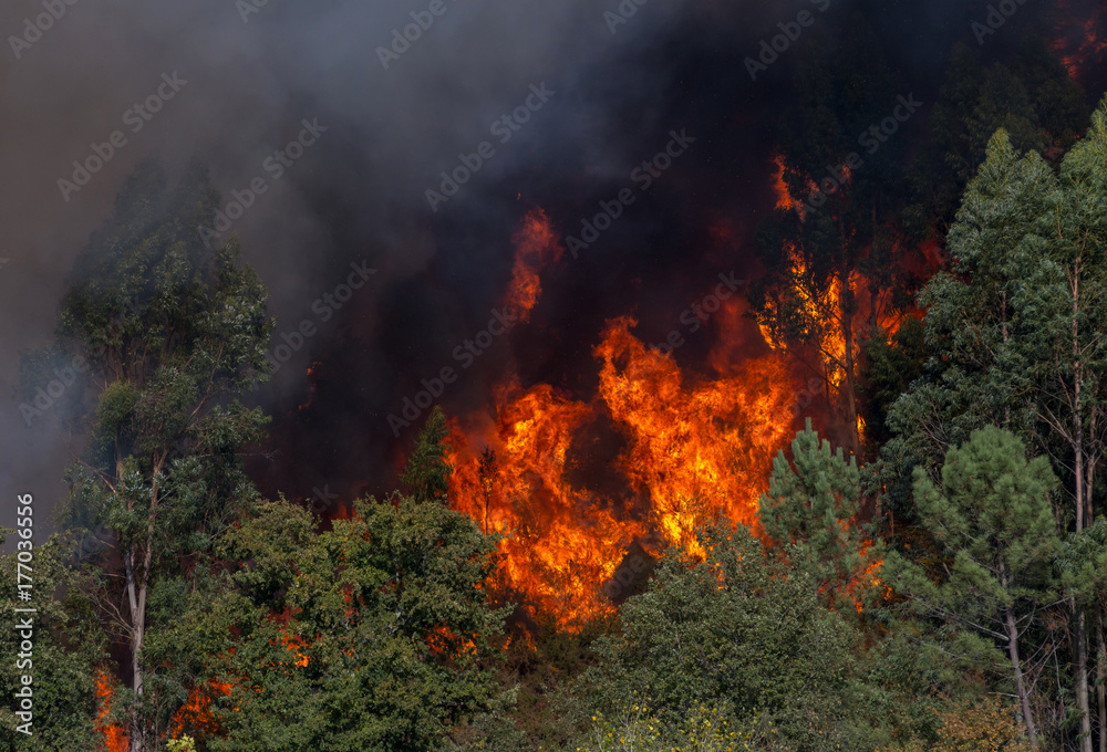 Forest Fire Background.