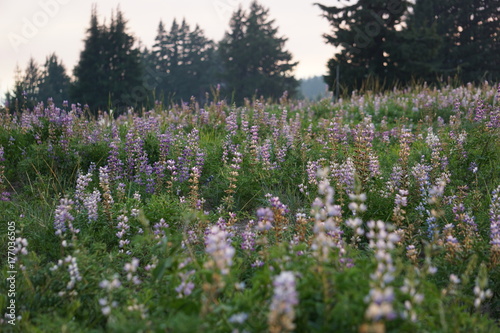 Crater Lake Wildflowers 