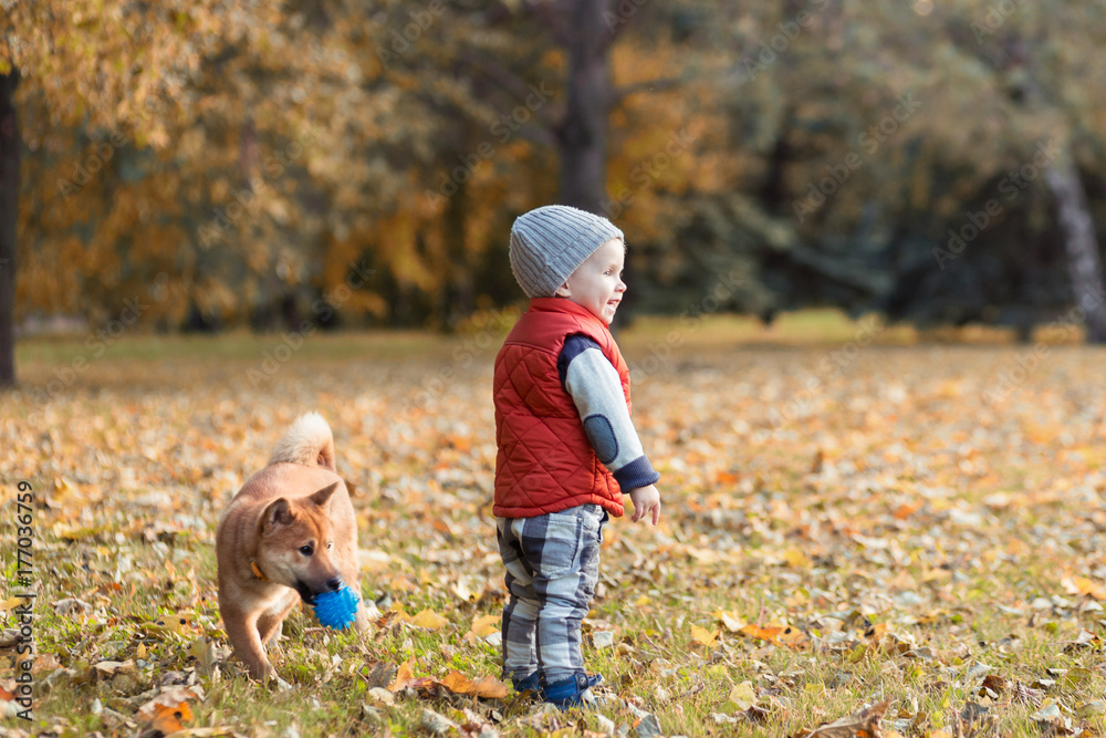 Baby boy playing with his red dog on the lawn in the autumn park. Shiba inu puppy and child are best friends, happyness and carefree childhood concept