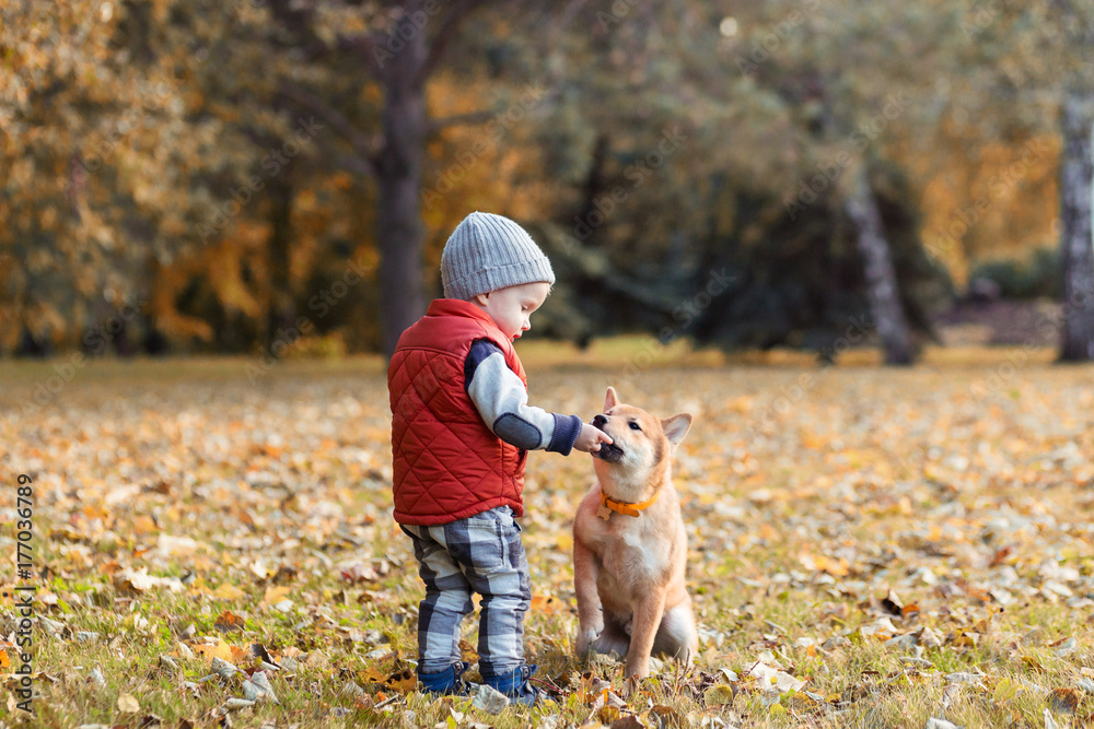 Little boy is feeding the shiba inu puppy in the walking at autumn park. Shibainu dog with baby playing together, best friends concept
