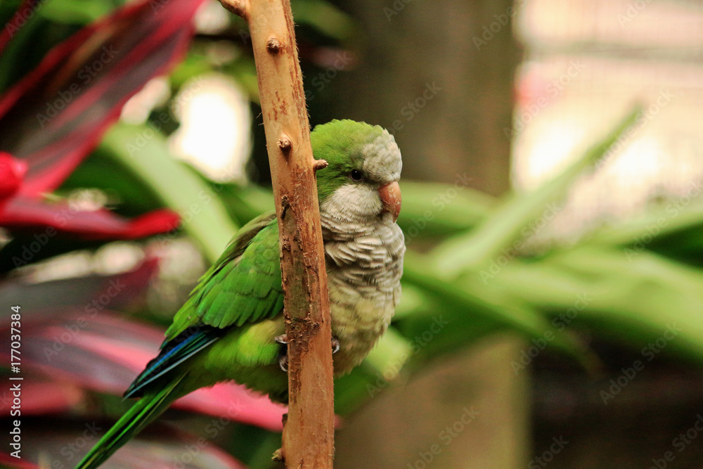 A green monk parakeet / quaker parrot hangs out to a branch in his aviary. A green monk parakeet / quaker parrot hangs out to a branch in his aviary.