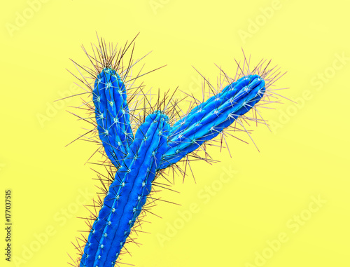 Cactus Neon Blue. Minimal Stillife. Art Gallery Fashion Design. Vanilla Trendy Color. Concept on Yellow background. Detail