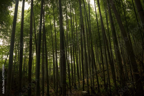 Bamboo forest inside the Arashiyama Bamboo Grove, Kyoto, Japan