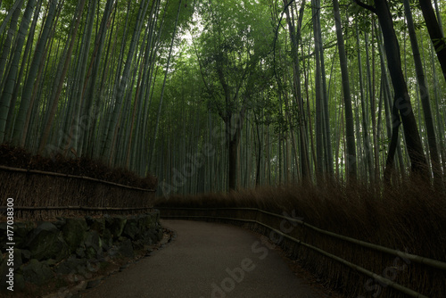 Bamboo forest inside the Arashiyama Bamboo Grove  Kyoto  Japan