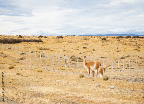 Two guanacos
