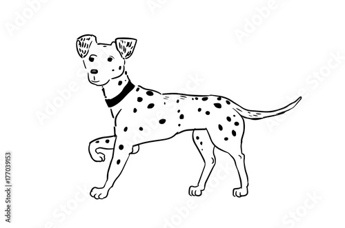 Dalmatian dog isolated on white background. Cute outline dalmatian icon  element for new year of dog 2018 design. The silhouette of the dog breed Dalmatian.