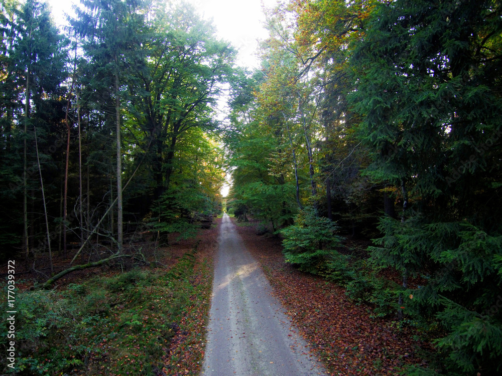 Obraz premium Waldweg Südheide