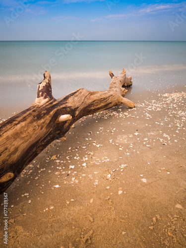 Baumstamm am Darßer Weststrand