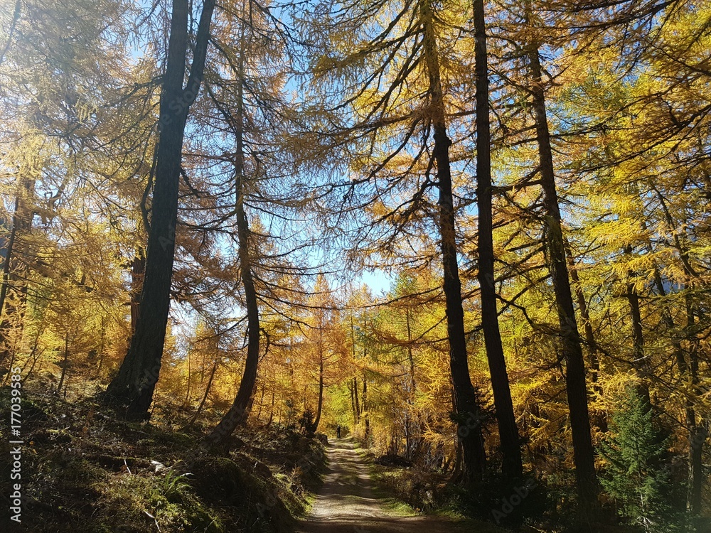 Fototapeta premium Herbstwald