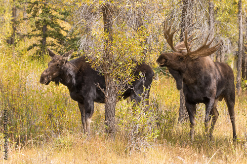 Bull and Cow Moose in the Fall Rut