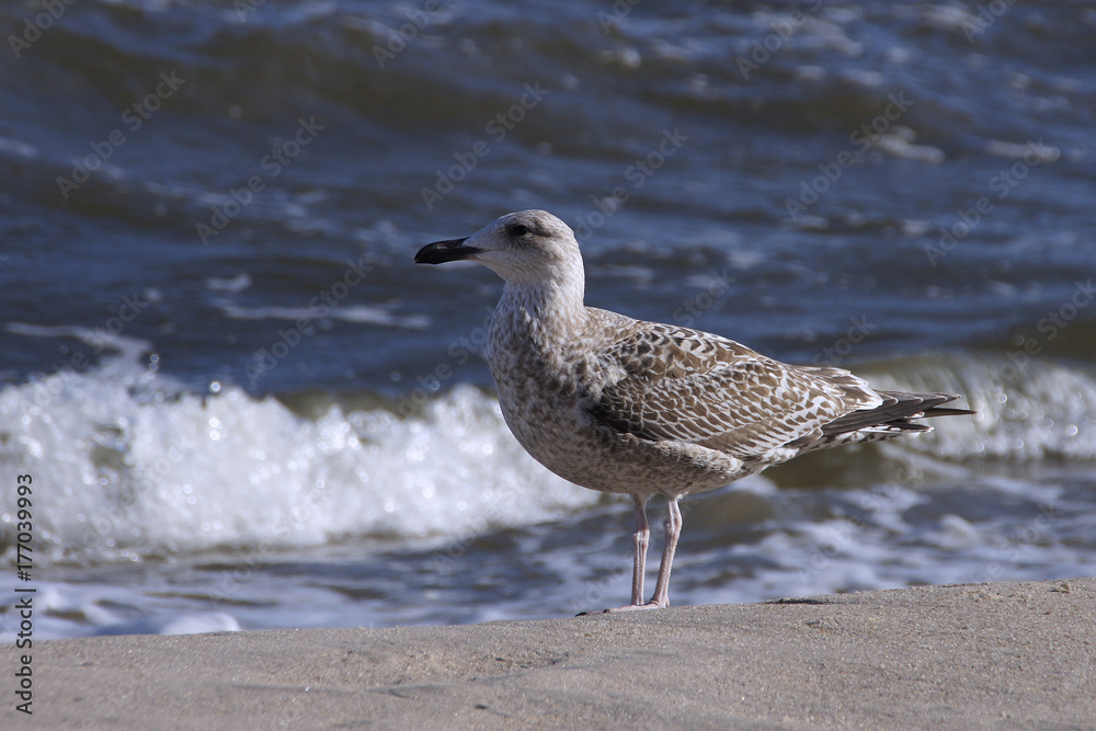 Junge Silbermöwe am Strand
