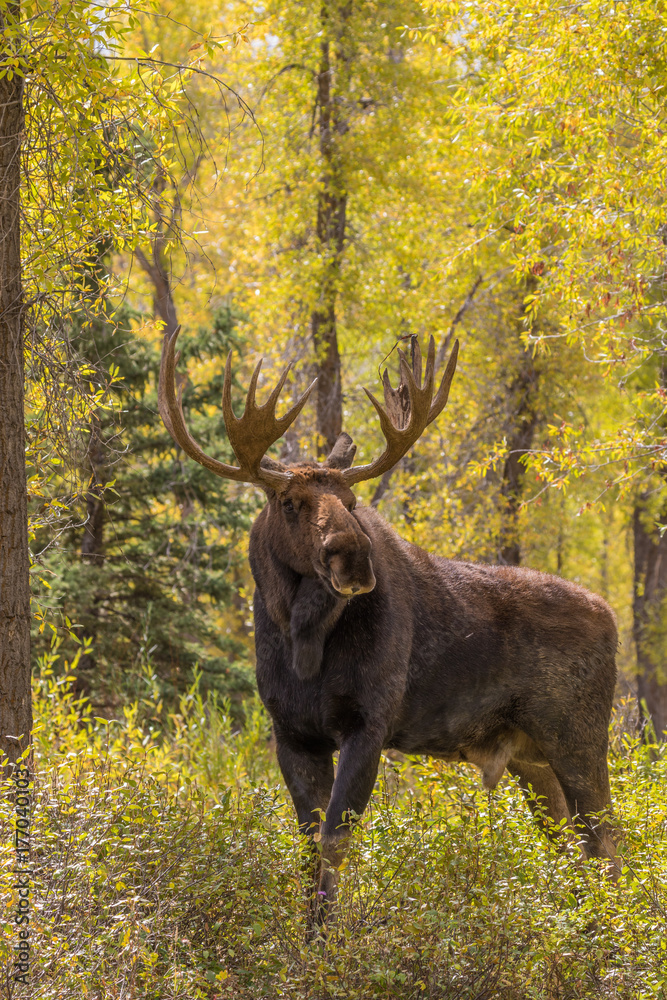 Bull Moose in Autumn Bull Moose in Autumn
