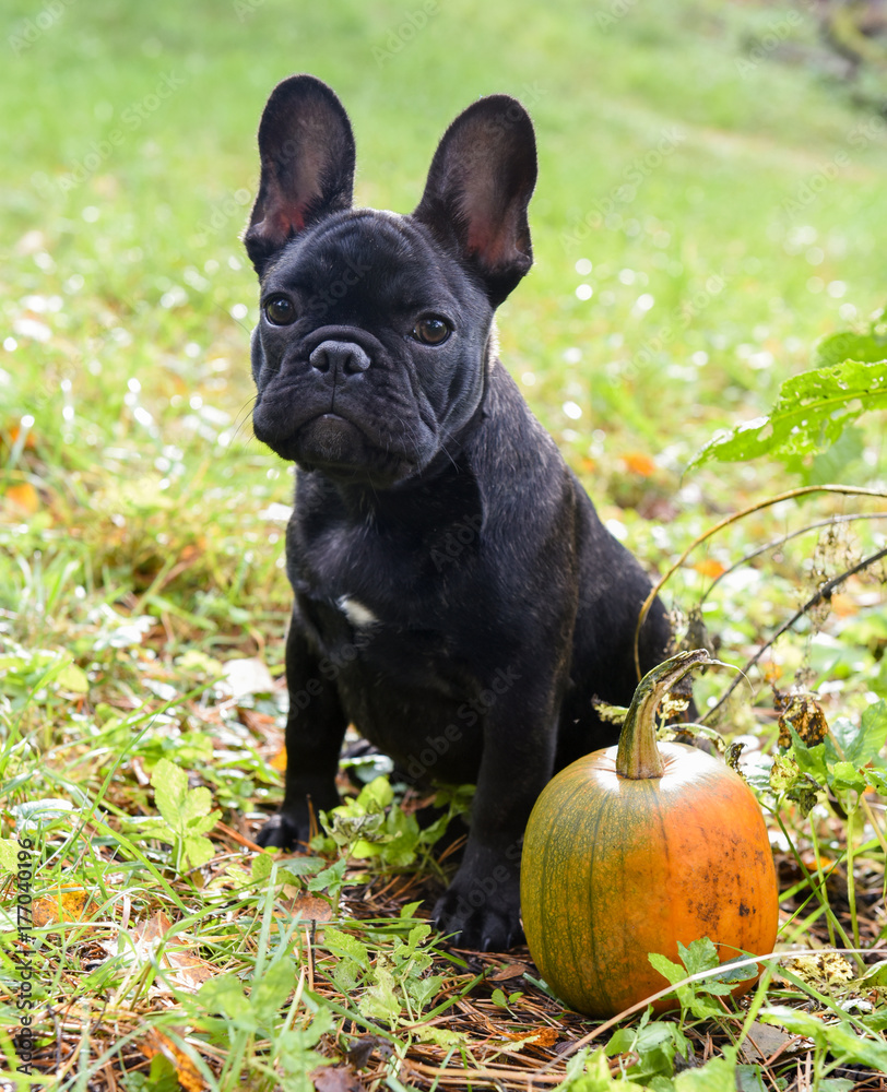 funny black French bulldog puppy and pumpkin