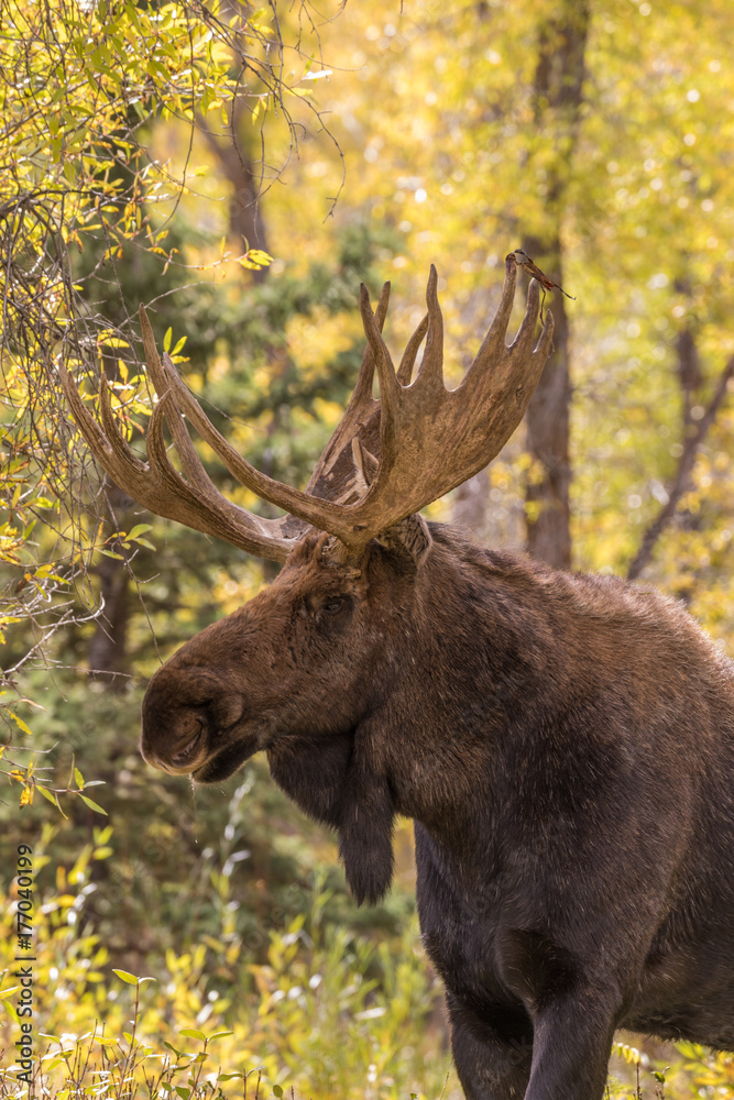 Fototapeta premium Bull Moose in Autumn