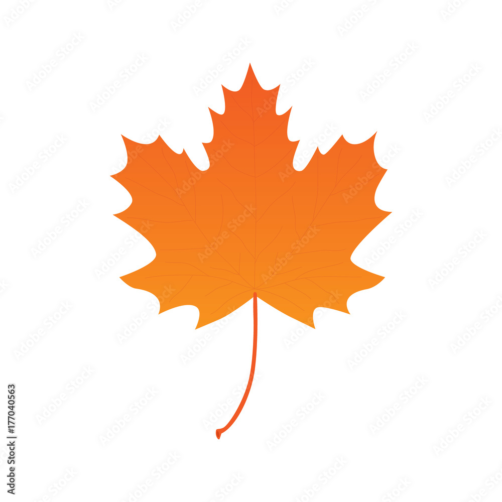 Premium Vector  Maple leaf vector illustration
