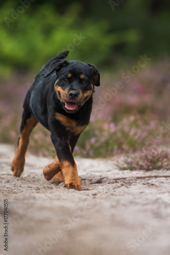 Rottweiler Welpe