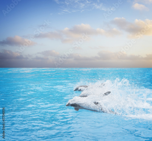 pack of swimming dolphins  beautiful seascape with deep ocean waters and cloudscape at sunrise