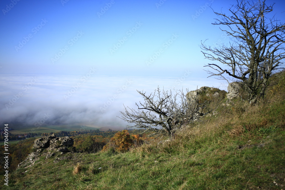 Clouds, trees and nature