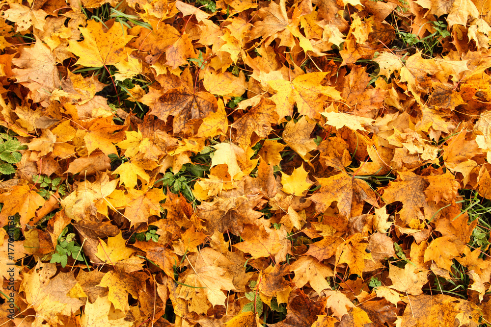 Leaves shot in grass. Leaves shot in grass.