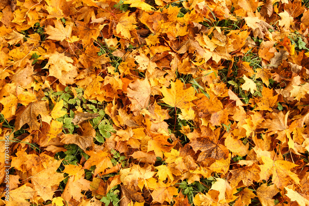 Leaves shot in grass. Leaves shot in grass.