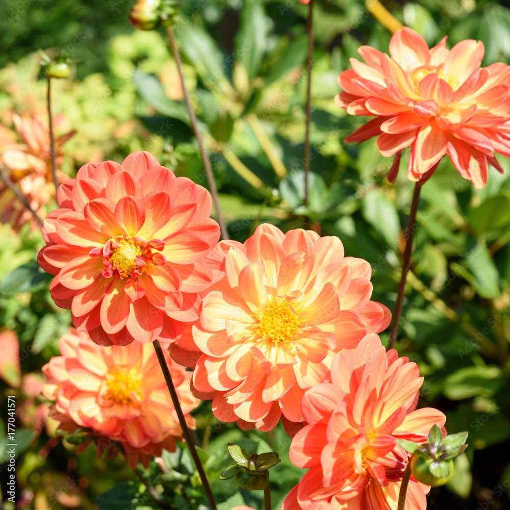 Fototapeta premium Herbstdahlie in einem Garten