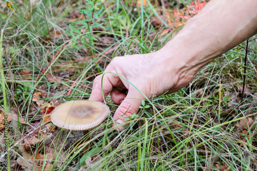 Hand is picking mushrooms. Hand of a man holding a mushroom. Mushroom picking in a forest during the autumn, in nature, natural. Russula emetica, mushroom with orange cap, toadstools, brown mushroom.