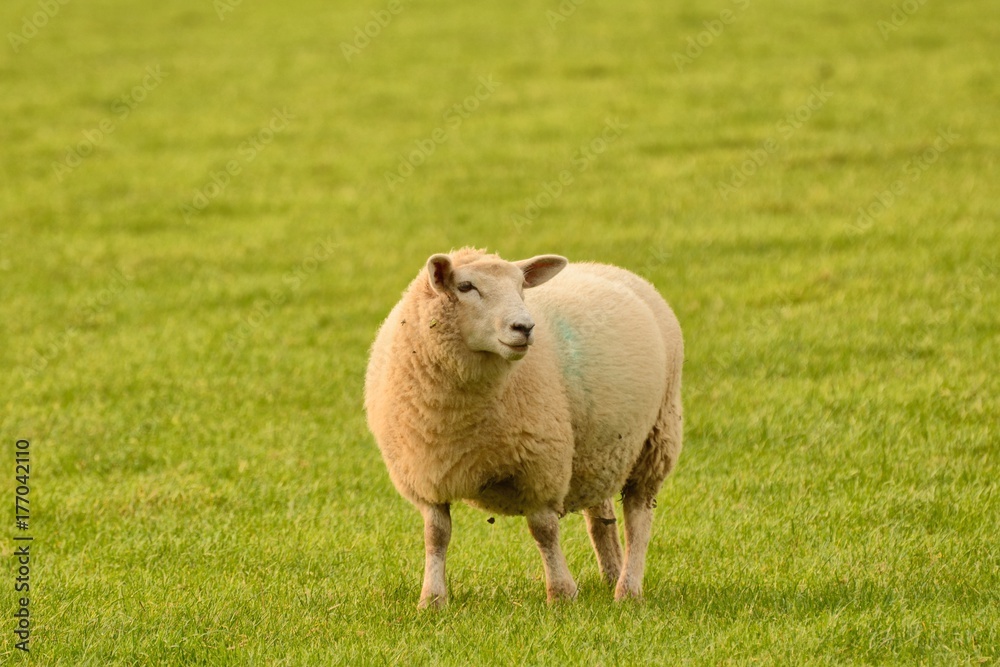 Friendly sheep, 'smiling' at the camera, in a field in rural England Friendly sheep, 'smiling' at the camera, in a field in rural England