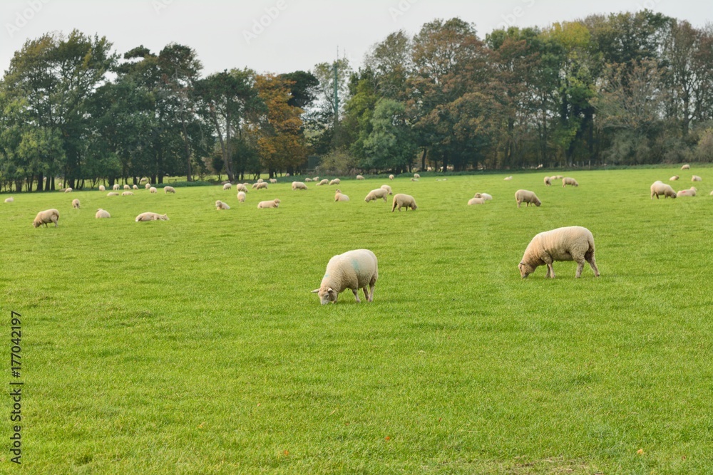 Flock of sheep, Ovis aries, grazing contentedly in a field in UK Flock of sheep, Ovis aries, grazing contentedly in a field in UK