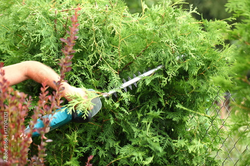 Hedge trimmer with electric scissors. photo