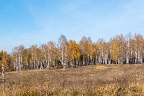birch forest with yellow leaves in autumn