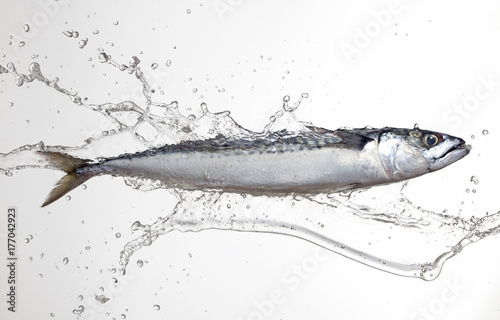 mackerel with water splash