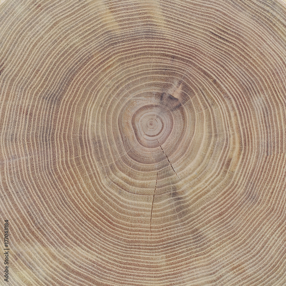 Fototapeta premium Cross section of the trunk of the acacia tree as a background or a backdrop