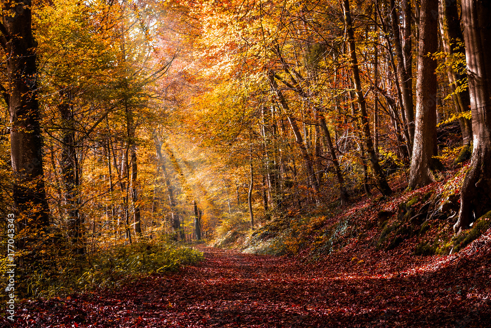 Autumn in the forest with light rays and red, golden leaves