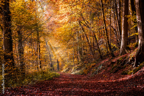 Autumn in the forest with light rays and red  golden leaves