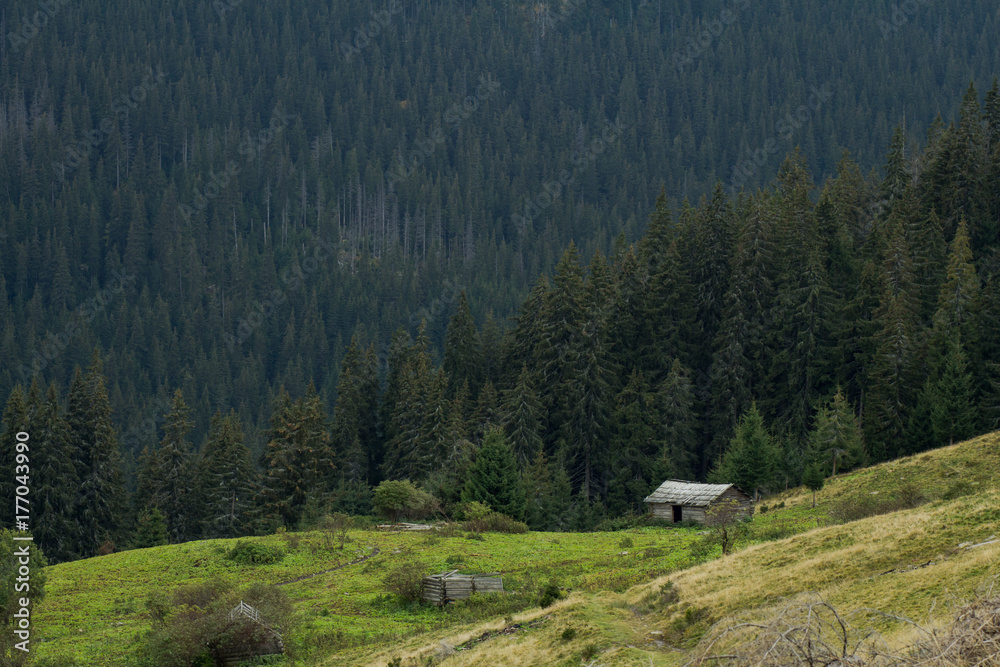 carpathian mountaines autumn landscape, forest and hills background   