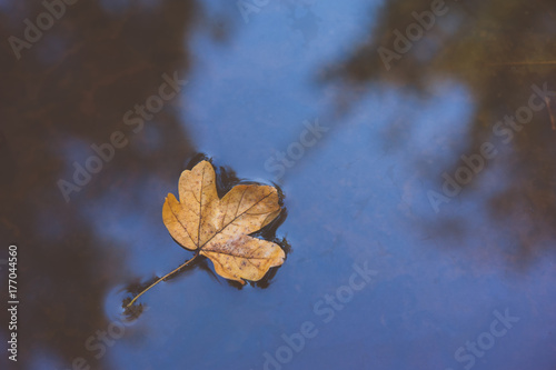 Yellow leaf floating on a puddle.