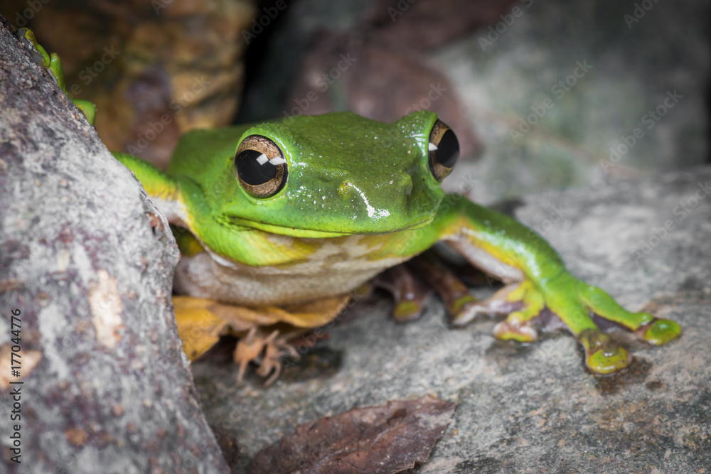Green tree frog Green tree frog