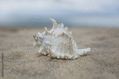 several sea shells on the sand background