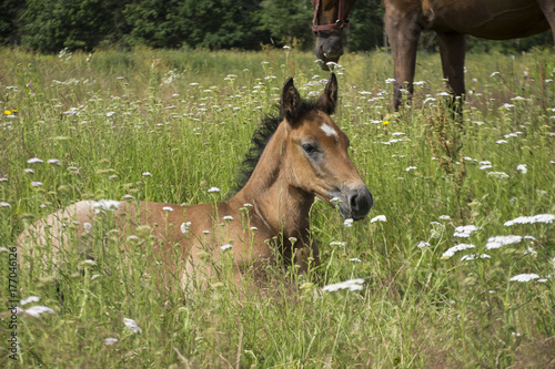 foal in a grass