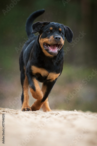 Rennender Rottweiler Welpe