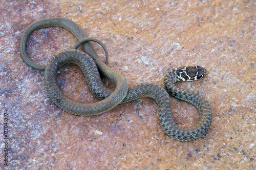 Young Green Whip Snake from Italy (Hierophius viridiflavus)