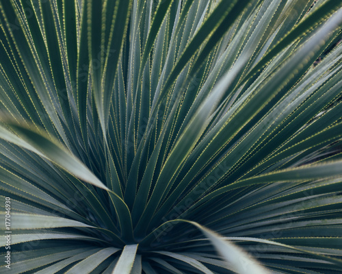 Detail of yucca plant from botanical garden photo