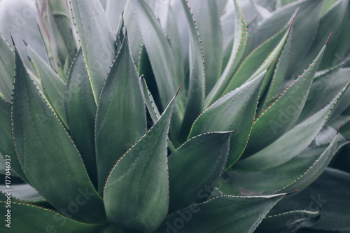 Detail of agave succulent in botanical garden photo