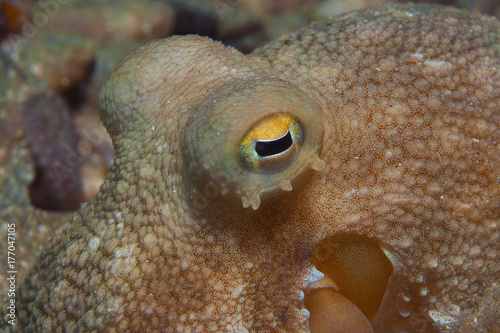 Octopus is camouflaged