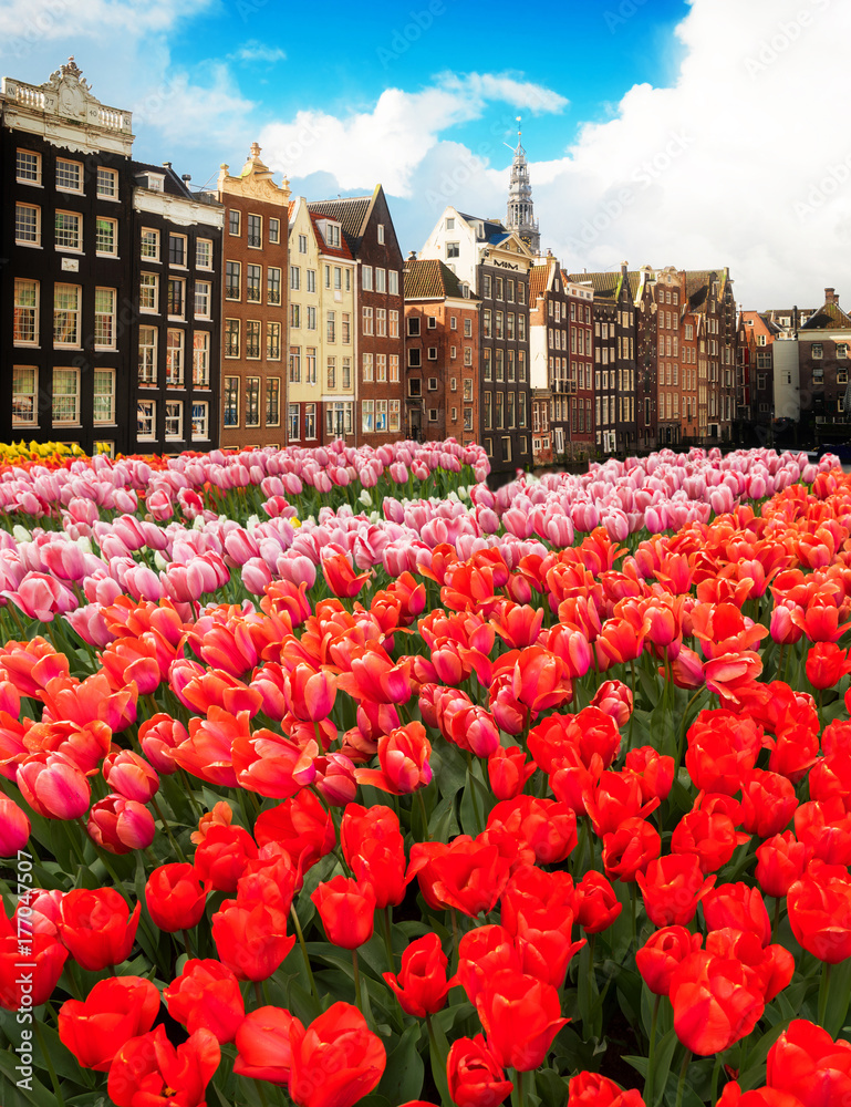 Dutch houses with pink and red fresh tulip flowers, Amsterdam, Netherlands