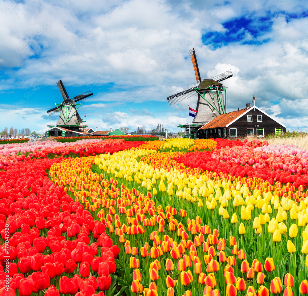 two traditional Dutch windmills of Zaanse Schans and rows of fresh tulips, Netherlands