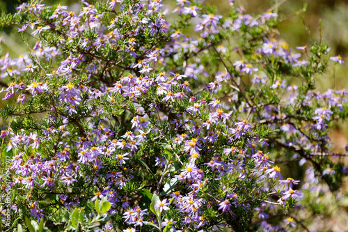 Bouquet of flowers growing